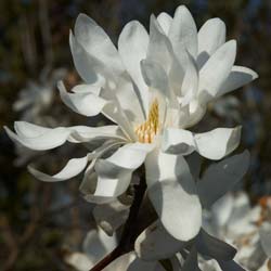 Magnolia toil